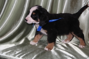 бернский зенненхунд,  щенки продам #1329947