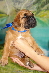 Рыжие щенки кане корсо от мультичемпиона #1321078