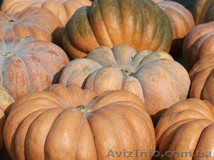 Продам тыкву Мускат де Прованс до 100 т #1326198