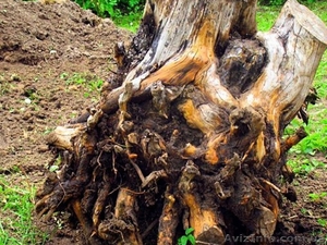 Удаление проблемных деревьев,  уборка сада #1319554