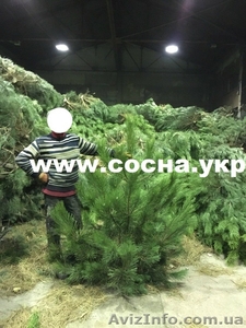 Новогодний бизнес: живые сосны оптом #1337613