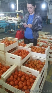 продаем томаты из Испании #1337546