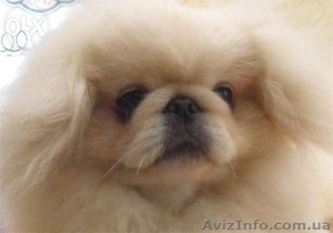 Щенки Карликового Пекинеса Пуховика #1333969