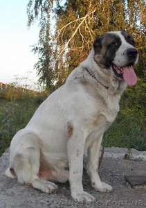 Щенки алабая не дорого #1338668