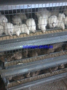 Ищу помещение под птичник за небольшую арендную плату #1333660