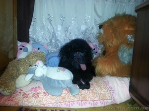 Пропала собака,  карликовый пудель! #1343181