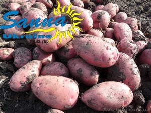 Картофель товарный со склада в Виннице #1337544