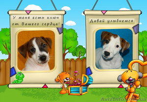 Сногсшибательные щенки джек рассел терьра #1340807