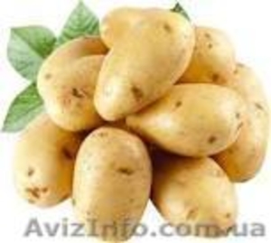 Картофель оптом от фермерских хозяйств  #1338303