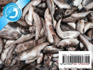 Бычки охлажденные с борта судна в Бердянске  #1334089