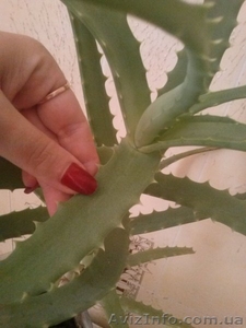 Продам Алоэ лечебное #1340616