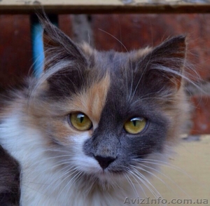 Уникальная непоседливая Семечка! #1333679