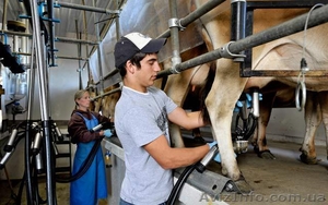 Оплачиваемая студенческая практика на фермах Дании #1337021