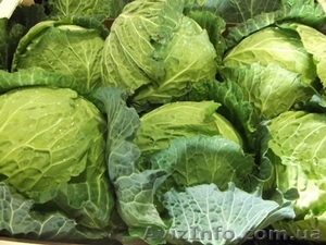 Капуста белокочанная из Испании #1341197