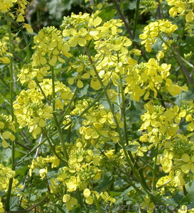 Сидерати: гірчиця,  редька олійна,  вика яра,  вика озима,  люпин,  фацелія #1333438