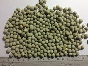 Високоякісне насіння зеленого гороху #1334948