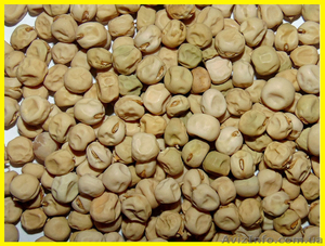 Горох товаровий #1333434