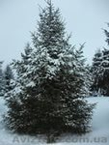 Ель голубая крупномер #1343496