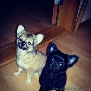 срочно продаються щенки чихуахуа #1339561