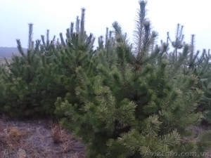 Ёлка Сосна Новогодняя2016 оптом со склада в Запорожье #1339035