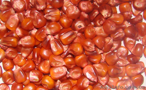 Очистка,  калібрування,  протруювання та допротруювання насіння кукурудзи #1333445