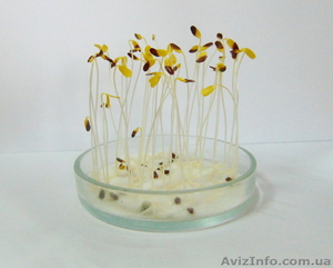 Комплексний лабораторний аналіз насіння #1337243