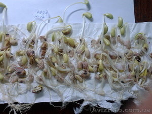 Лабораторний аналіз насіння сої #1337244