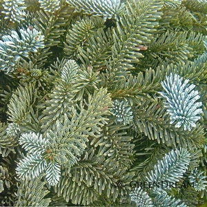 Пихта одноцветная