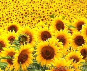 Насіння соняшника Форвард #1333431