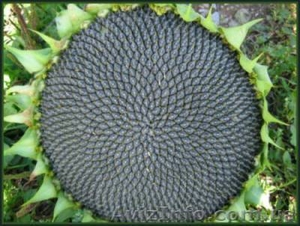 Насіння соняшника Ясон #1333433