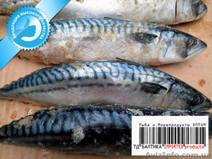 Скумбрия свежемороженая для консервного производства оптом #1334087
