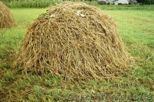 Куплю солому в больших объемах #1332289