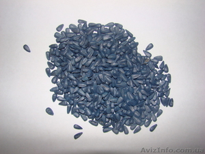 Послуги з очистки,  калібрування,  протруювання та допротруювання насіння соняшник #1333446