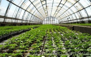 Вакансія — співробітник парникових теплиць #1343531