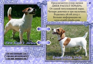 Щенки-симпатяги джек рассел терьера #1333957