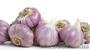 Продам часник озимий на посадку  #1349888