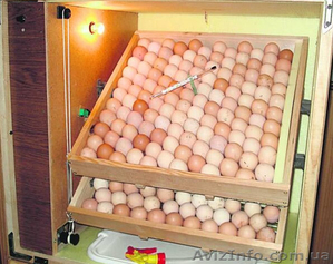 яйцо инкубационное #1349298