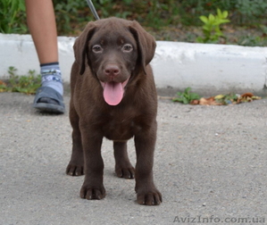 Щенки лабрадора - ретривера палевого,  черного и шоколадного окрасов #1354209