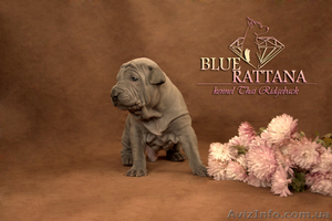 Питомник BLUE RATTANA #1348847