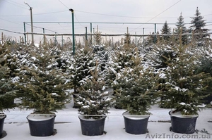 Живая новогодняя ёлка в горшке 2.1метра Abies #1348299