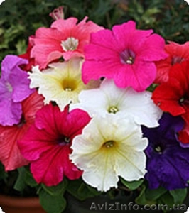 Семена петунии Виртуоз Formula Mixed 1000 драже (Kitano Seeds) #1353053