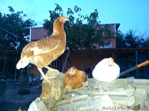 Куры несушки (молодки) яичного направления #1351479