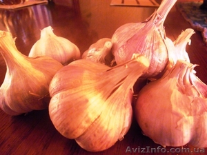 продам часник,  воздушку часнику,  однозубку часника #1349890