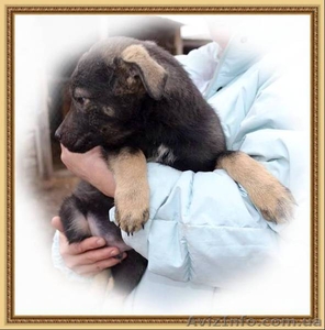 Дружок для дома,  для семьи #1352245