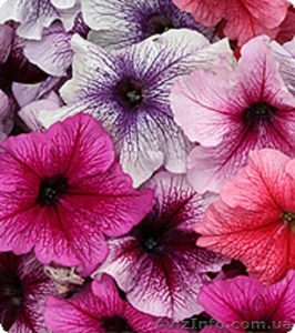 Семена петунии Виртуоз Berry Mixed 500 драже (Kitano Seeds) #1352383