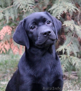 Лабрадор ретривер,  черная девочка  #1348806
