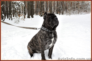 Щенки Кане Корсо -. Ожидается суперпомет. #1349840