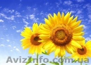 Семена кукурузы,  семена подсолнечника,  семена сорго. #1348424