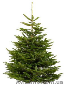 Різдвяні, новорічні ялинки,  сосна оптом #1350879