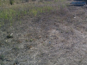 Одесская обл,  Овидиопольский район,  Доброалександровка,  Новоселов ул. #1347396